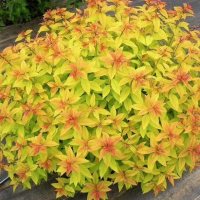 Спирея японская Голдмаунд Спирея японская Голдмаунд - Dolina-Sad.Ru