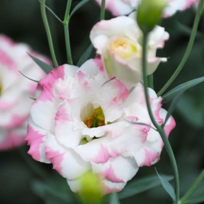 Эустома Эхо пикоти розовая F1 Эустома Эхо пикоти розовая F1 фото