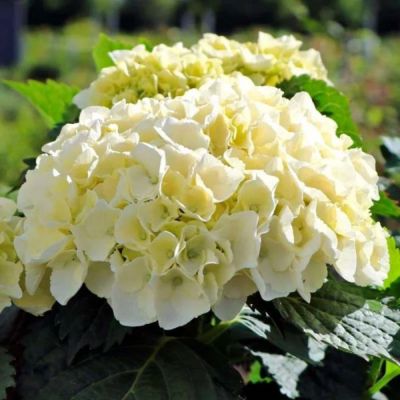 Гортензия крупнолистная Хай Кристал Пэлас, С2 - Dolina-Sad.Ru