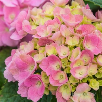 Гортензия крупнолистная Свит Липс, С2 Гортензия крупнолистная Свит Липс, С2 - Dolina-Sad.Ru