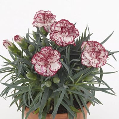 Гвоздика Менорка Иерс - Dolina-Sad.Ru