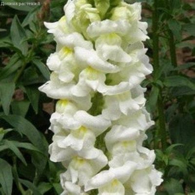 Львиный зев Аляска фото