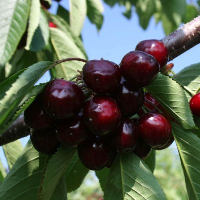 Черешня Валерий Чкалов Черешня Валерий Чкалов фото