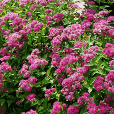 Спирея японская Криспа фото