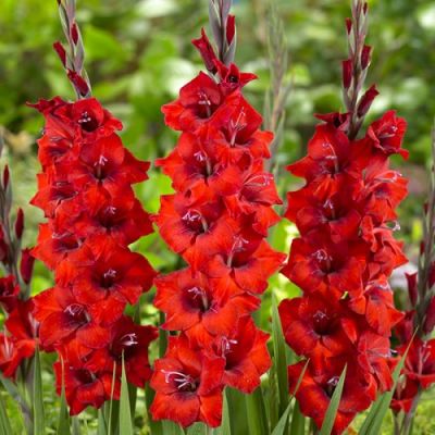 Гладиолус Кроссфаер Гладиолус Кроссфаер - Dolina-Sad.Ru