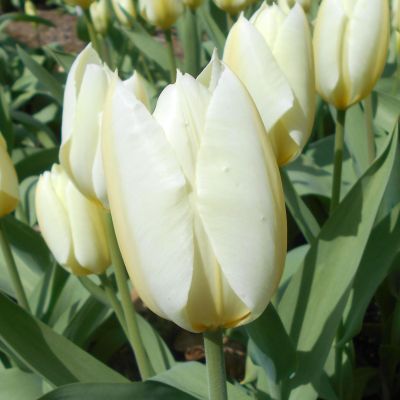 Тюльпан Чирс Тюльпан Чирс фото