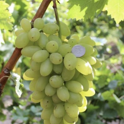 Виноград Столетие - Dolina-Sad.Ru