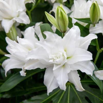 Лилия Роузлили Анджела - Dolina-Sad.Ru