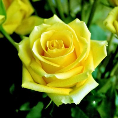 Роза Тара - Dolina-Sad.Ru