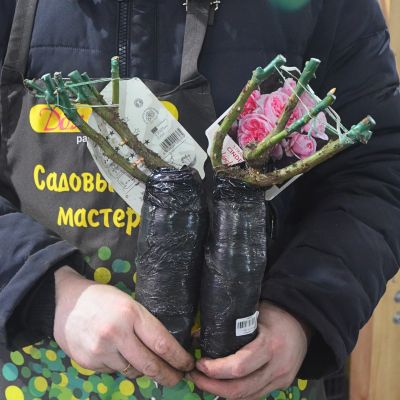 Роза Синдерелла Роза Синдерелла фото