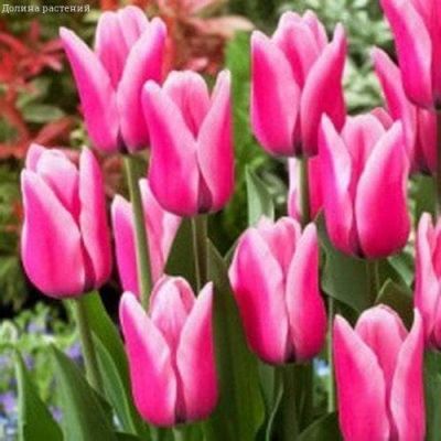 Тюльпан Капри Дрим Тюльпан Капри Дрим фото