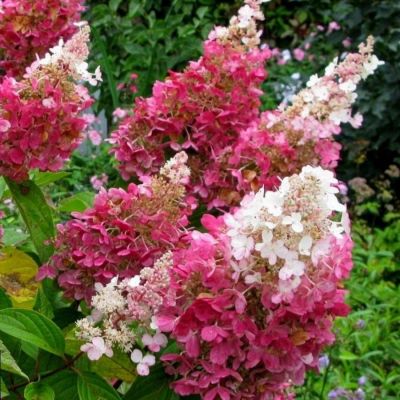 Гортензия метельчатая Пинки Винки на штамбе - Dolina-Sad.Ru
