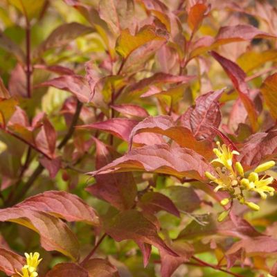 Диервилла блестящая Диервилла блестящая - Dolina-Sad.Ru