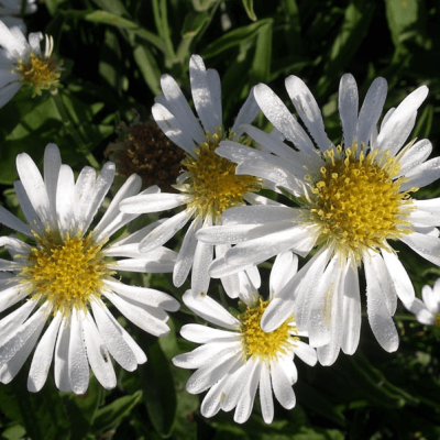 Астра кустарниковая Вейс фото