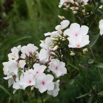 Флокс метельчатый Попай Флокс метельчатый Попай - Dolina-Sad.Ru