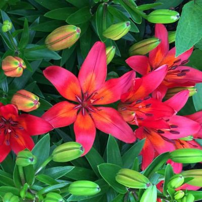 Лилия Матрикс Лилия Матрикс фото