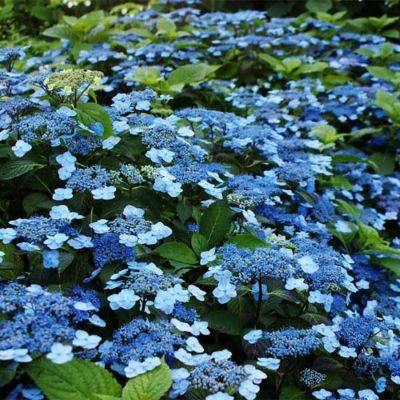Гортензия пильчатая Блю Клоудс, С3 - Dolina-Sad.Ru