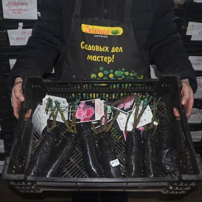 Роза Синдерелла Роза Синдерелла фото