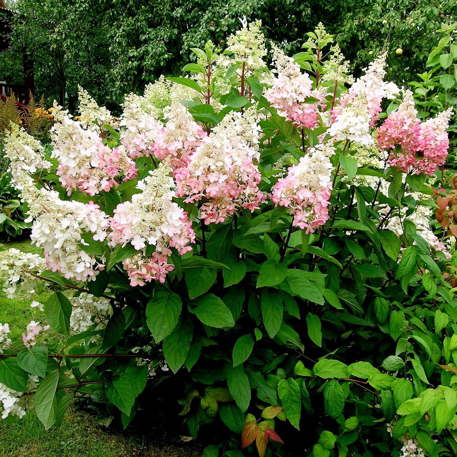 Гортензия метельчатая Конфетти, С2 Гортензия метельчатая Конфетти, С2 - Dolina-Sad.Ru