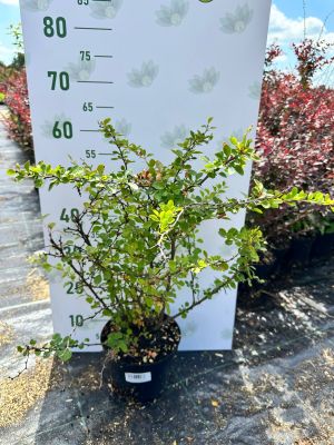 Барбарис Тунберга, С3 - Dolina-Sad.Ru