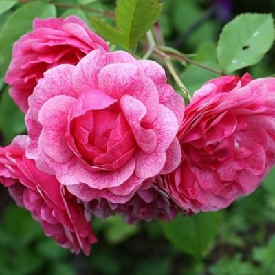 Роза Морден Руби Роза Морден Руби - Dolina-Sad.Ru