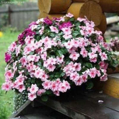 Катарантус (Барвинок) Пацифика Розовый лед Катарантус (Барвинок) Пацифика Розовый лед фото