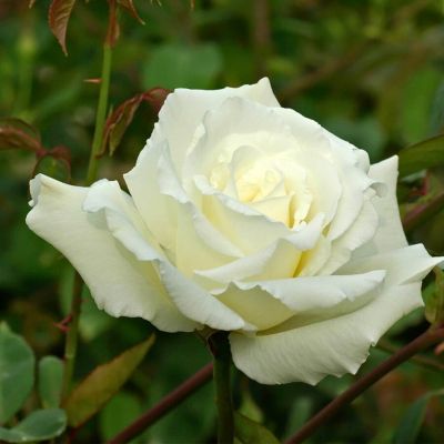 Роза Голливуд Роза Голливуд - Dolina-Sad.Ru