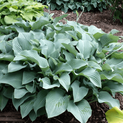 Хоста Кросса Регал Хоста Кросса Регал фото