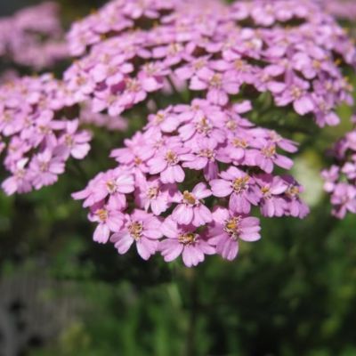 Тысячелистник Лилак Бьюти - Dolina-Sad.Ru