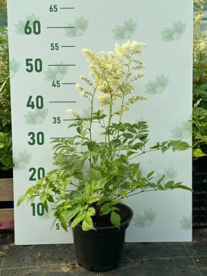 Астильба Арендса Браутшлеер - Dolina-Sad.Ru