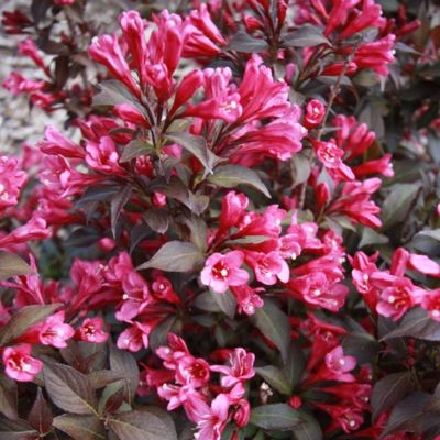 Вейгела цветущая Блэк Руби Вейгела цветущая Блэк Руби - Dolina-Sad.Ru