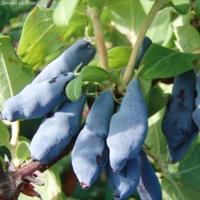 Жимолость Ленинградский Великан (саженец 2 года) - Dolina-Sad.Ru