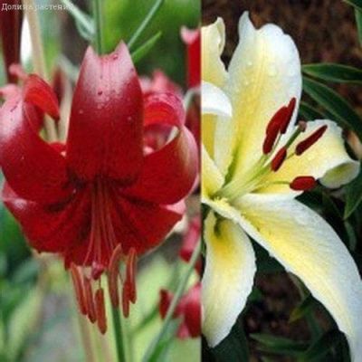 Лилия Чилаут + Ред Вельвет Лилия Чилаут + Ред Вельвет фото