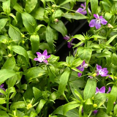 Лобелия Белла Пурпл Лобелия Белла Пурпл - Dolina-Sad.Ru