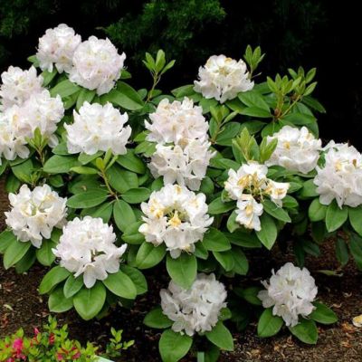 Рододендрон Альбум Кэтевбинский Рододендрон Альбум Кэтевбинский фото