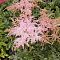Астильба Арендса Файервокс Пинк Астильба Арендса Файервокс Пинк - Dolina-Sad.Ru