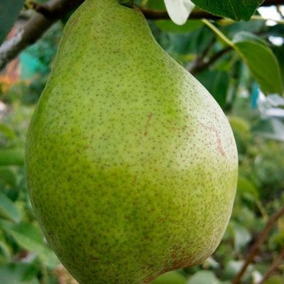Груша Ноябрьская/Зимняя Груша Ноябрьская/Зимняя фото
