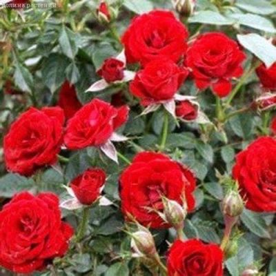 Роза Скарлет Хит (в горшке 2 л) фото