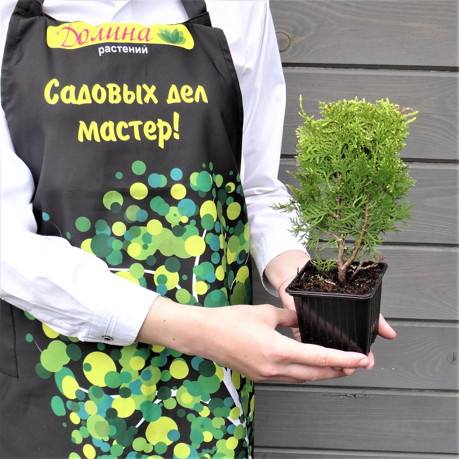 Туя Восточная Ауреа Нана Туя Восточная Ауреа Нана фото