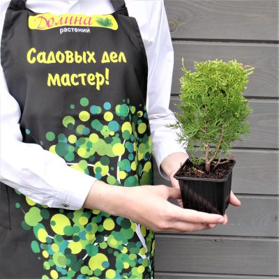 Туя Восточная Ауреа Нана Туя Восточная Ауреа Нана фото