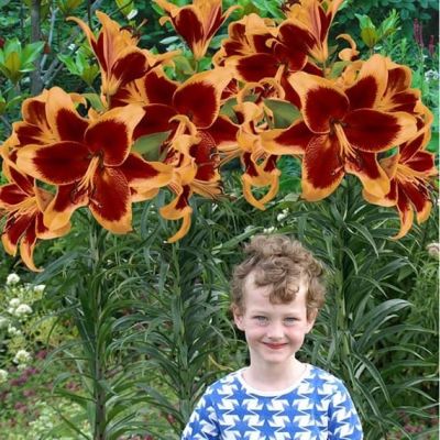 Лилия Ред Морнинг Лилия Ред Морнинг фото