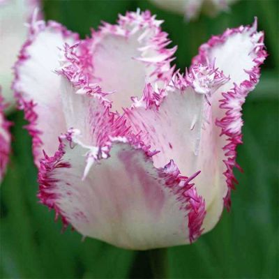 Тюльпан Ариа Кард Тюльпан Ариа Кард фото