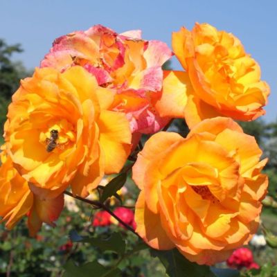 Роза Сахара Роза Сахара - Dolina-Sad.Ru