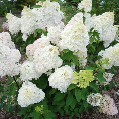 Гортензия метельчатая Диамантино, С3 Гортензия метельчатая Диамантино, С3 - Dolina-Sad.Ru