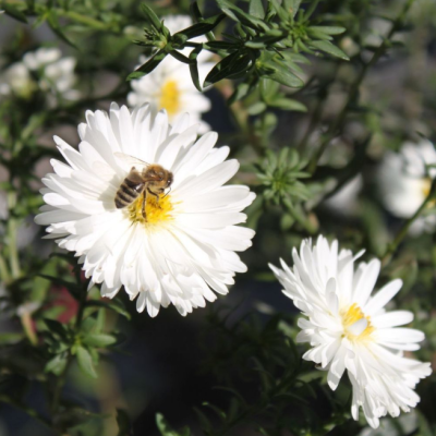 Астра Вайт Астра Вайт фото
