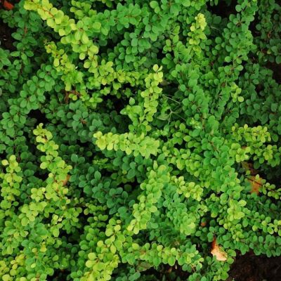 Барбарис Тунберга Грин Орнамент, С2 Барбарис Тунберга Грин Орнамент, С2 - Dolina-Sad.Ru