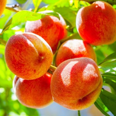 Персик колоновидный Медовый - Dolina-Sad.Ru