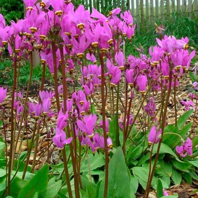 Додекатеон обыкновенный - Dolina-Sad.Ru