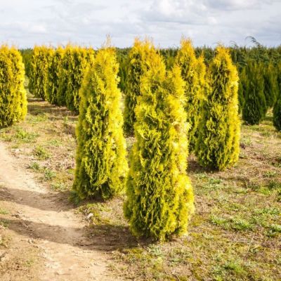 Туя западная Янтарь Туя западная Янтарь фото