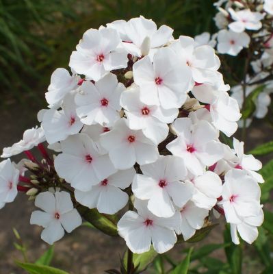 Флокс метельчатый Попай Флокс метельчатый Попай - Dolina-Sad.Ru